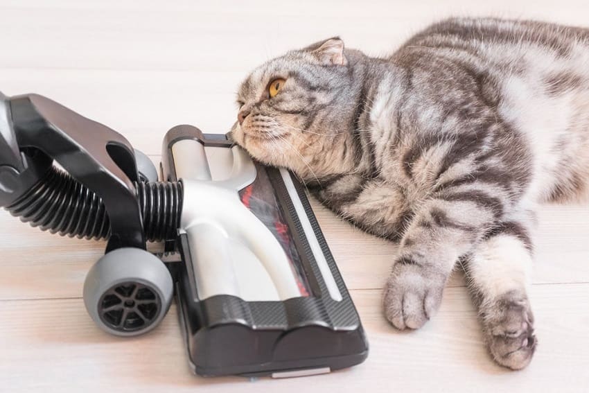 Can You Vacuum Cat Litter? Expert Tips for Doing It Safely