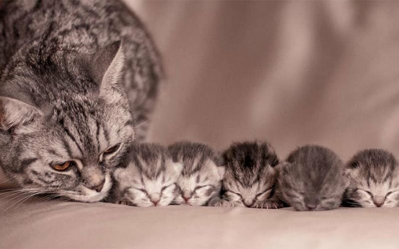 kittens with mother cat