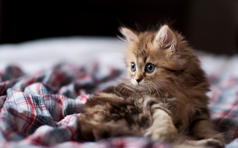 cute kitten on bed