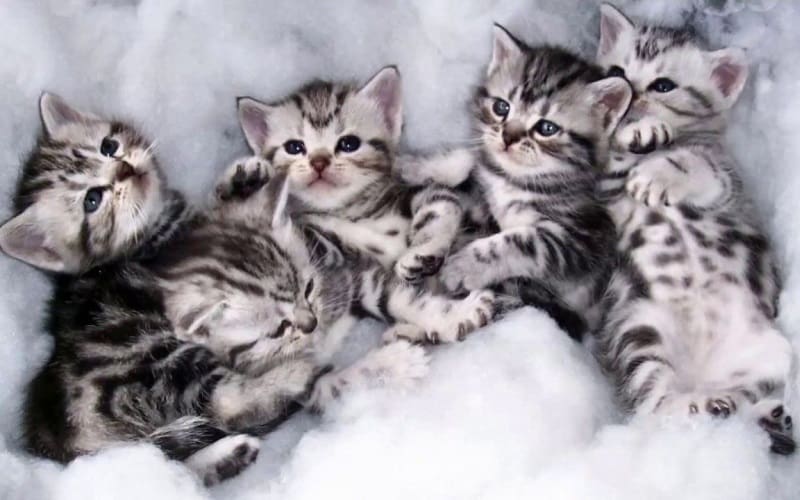 american shorthair kittens on bed