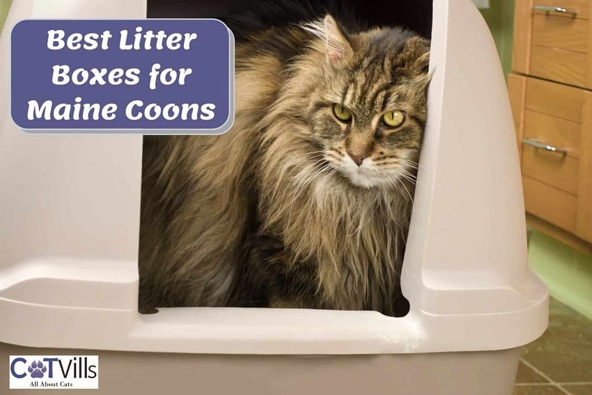 Maine Coon Litter Box Solutions: Cat Care Made Easy