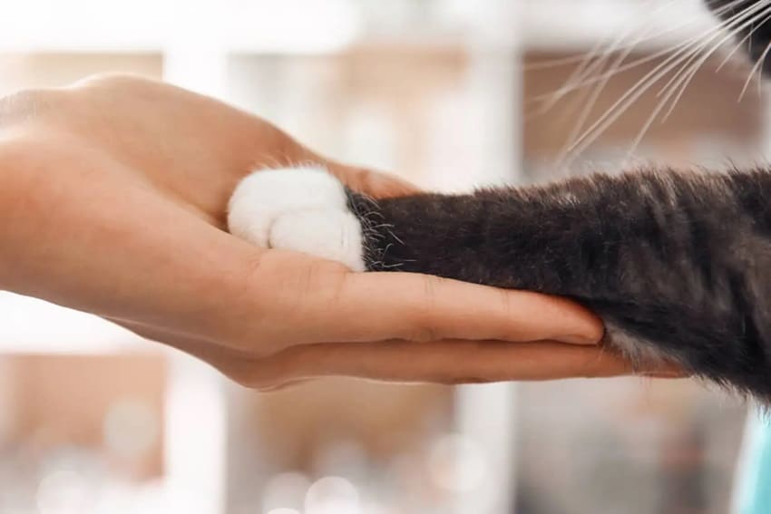 Why Does My Cat Reach His Paw Out to Me? 8 Possible Reasons