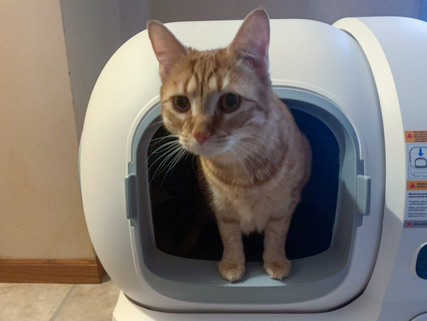 HomerunPet Self-cleaning litter box Review