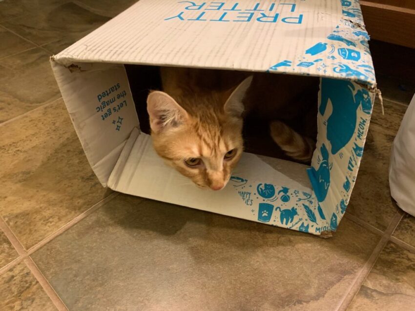 Pretty Litter Review Cat in Box 1024x768 1