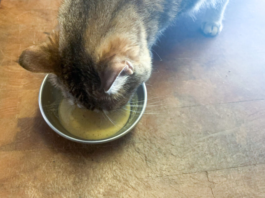Best wet cat foods
