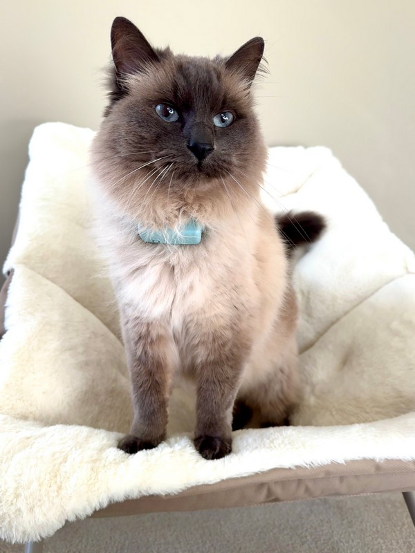 Tractive Cat Mini review