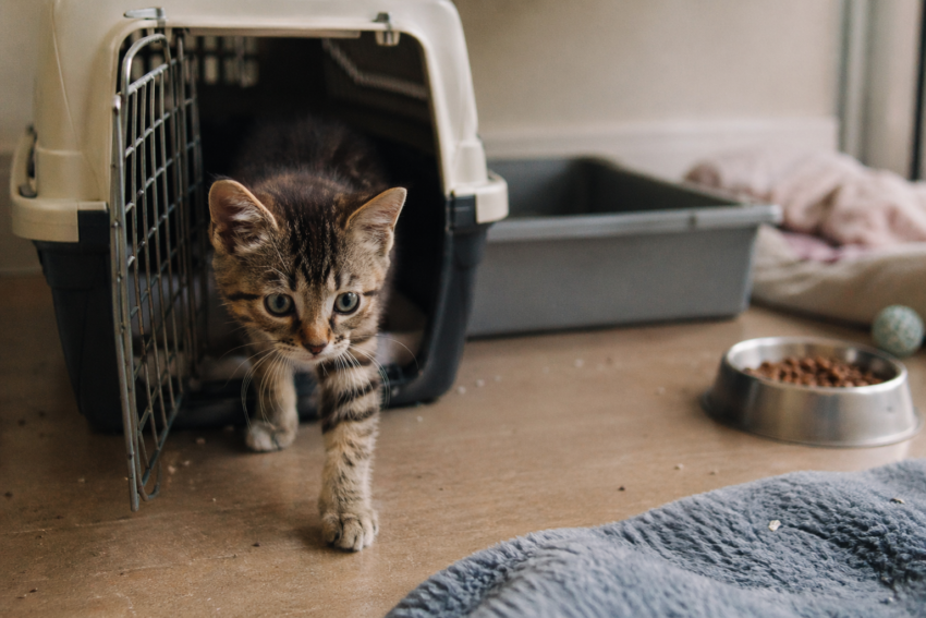 new kitten checklist