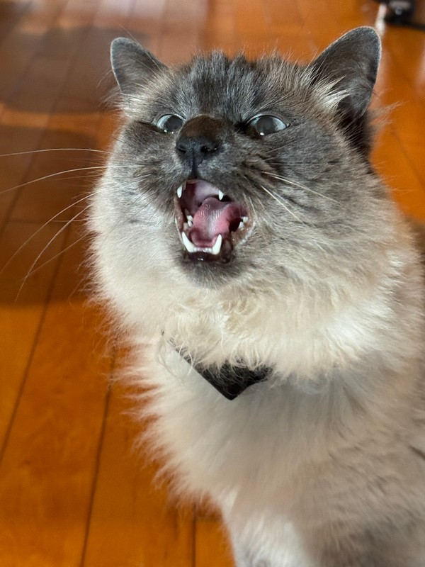 PetPace V3.0 Smart Cat Collar Review