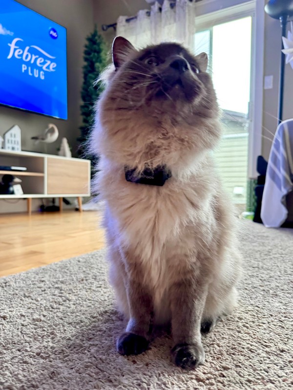 PetPace V3.0 Smart Cat Collar Review