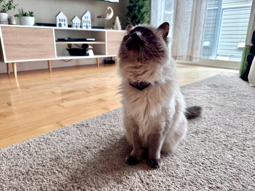 PetPace V3.0 Smart Cat Collar Review