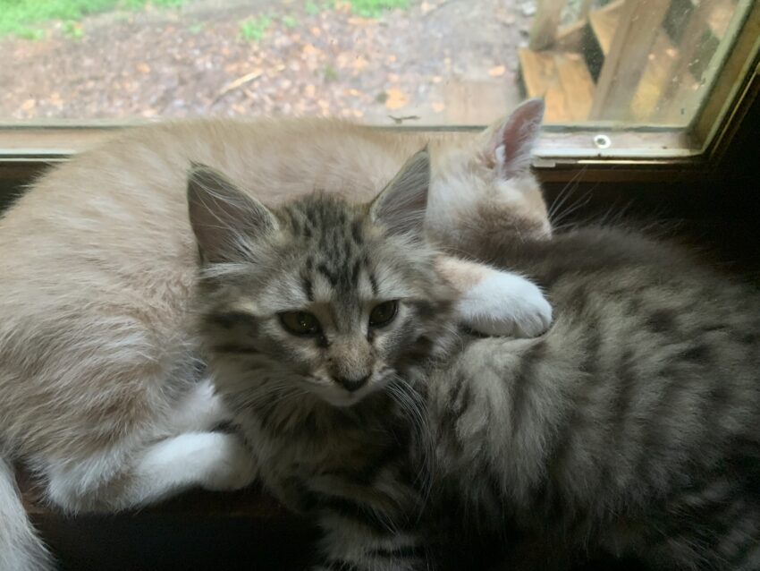 Touka and Nori sleepling together a