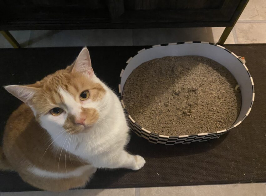 Best Cat Scratchers for Vertical, Horizontal & Everything-in-Between Scratchers