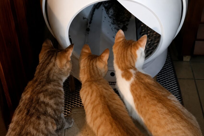 Can Multiple Cats Use the Same Litter Box?