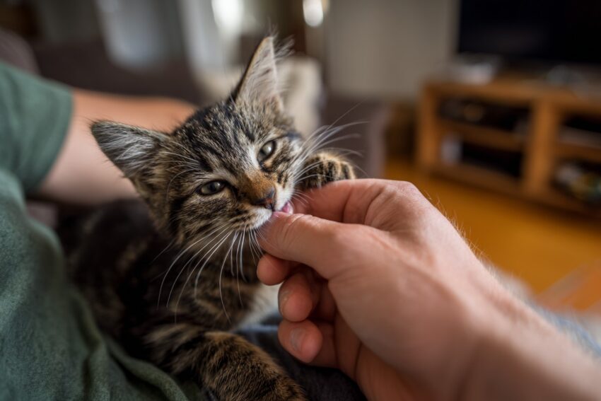 Why Do Cats Lick You? The Complete Guide to Cat Licking Behavior