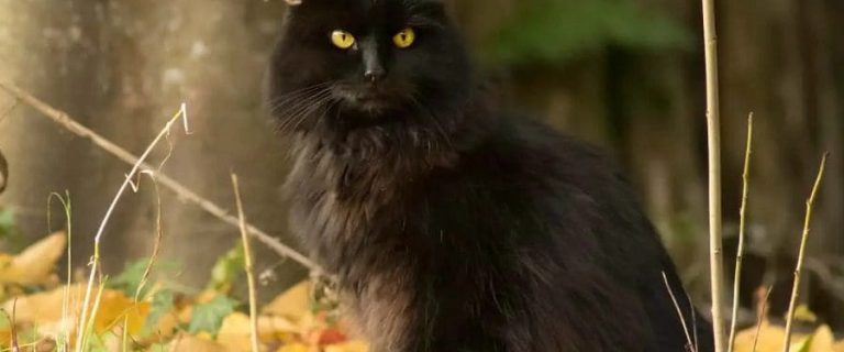 100 Gorgeous Names For Cats With Gold Eyes