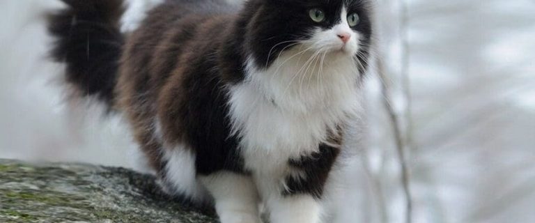 100 Magnificent Cat Names that Start with M