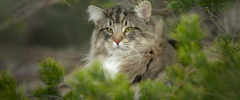 11 Striped Cat Breeds That You'll Instantly Fall For