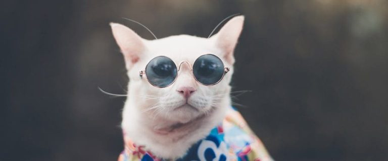 Hipster Cat wearing sunglasses