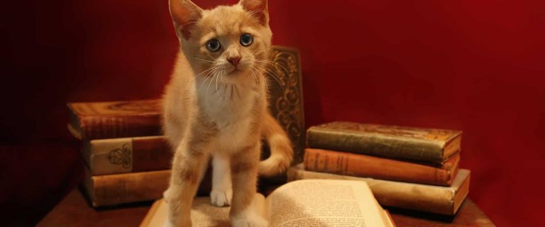 Looking for a few brilliant literary names for cats? You're going to love this list with more than 225 ideas! Check it out!