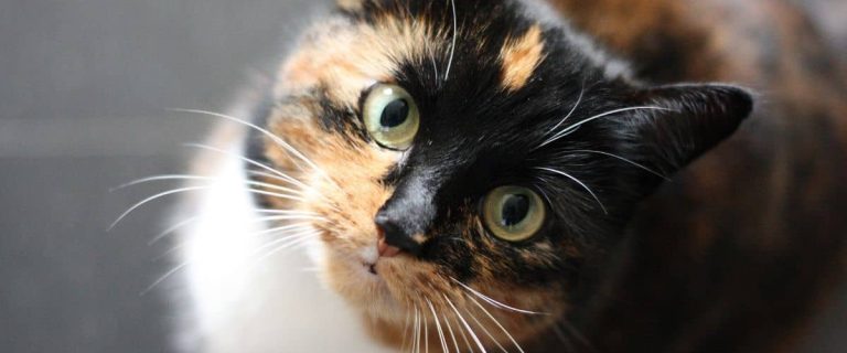 Cat Staring Up