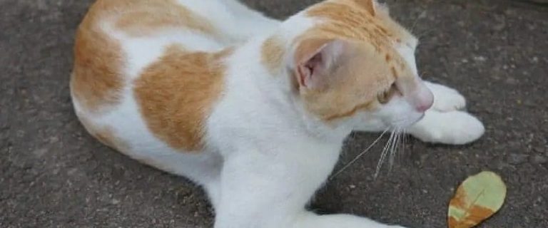 100 3-Legged Cat Names That Celebrate Courage and Perseverance