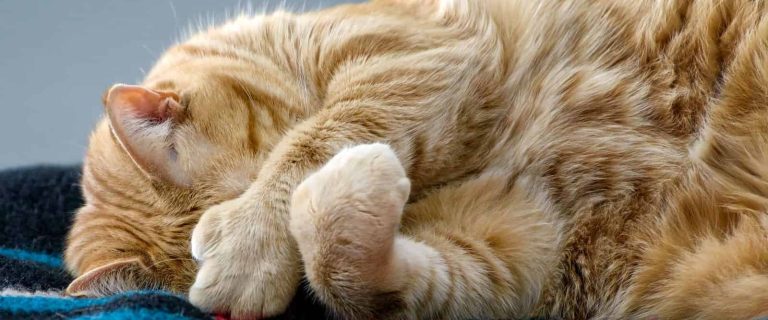 Cute polydactyl ginger tabby cat sleeps on colorful blanket while covering face with large paws.