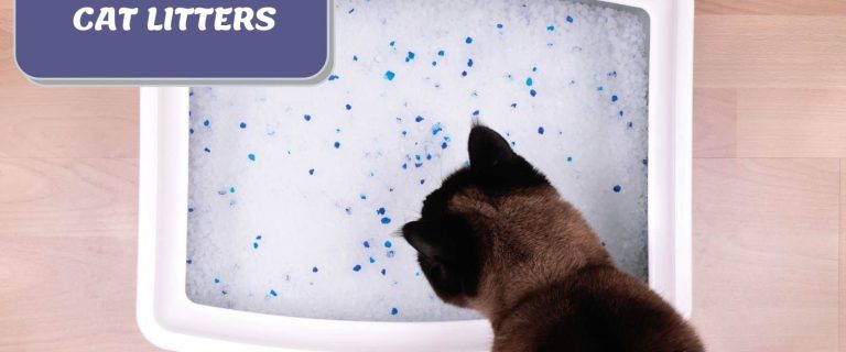 Brown cat licking crystal litter in a litter box