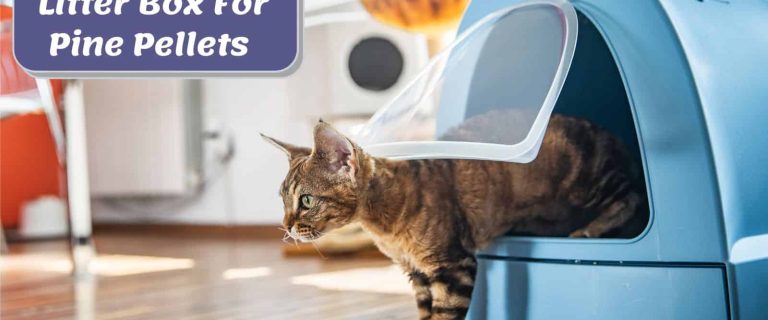 cat using the Best Sifting Litter Box For Pine Pellets
