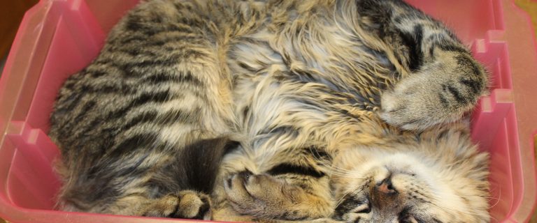 Cat Sleeping Positions