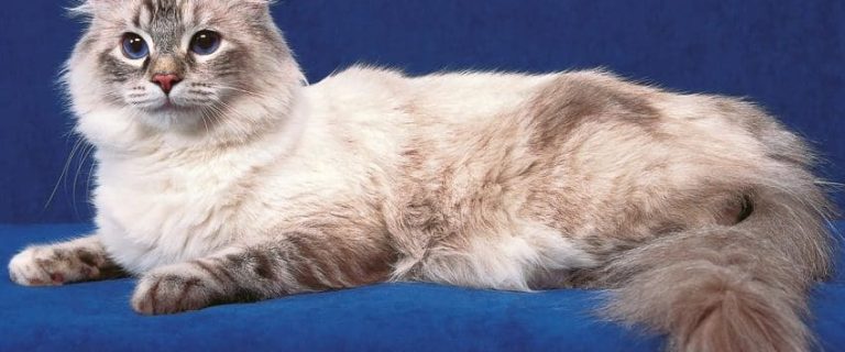 American Curl Cats: Ears and Hearts That Capture Attention