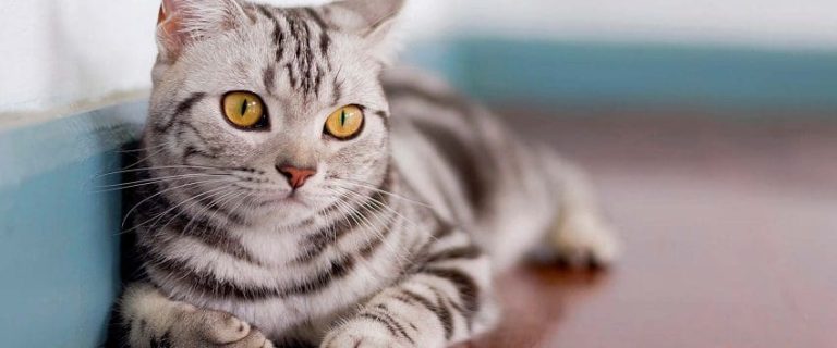 American Shorthair Cat: Your Ideal Furry Family Member