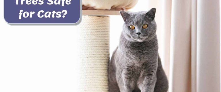 Are Cat Trees Safe for Cats