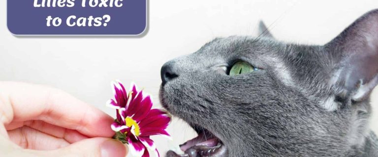 a gray cat is about to eat a purple flower