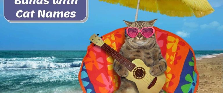 cat playing guitar beside "Bands with Cat Names"
