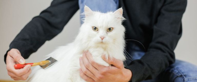Best-Brushes-For-Long-Haired-Cats-—-Take-Your-Kittys-Coat-From-Problematic-To-Purrrfect-
