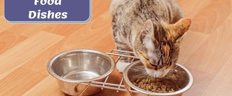 tiger cat eating dry cat food in the best cat food dishes