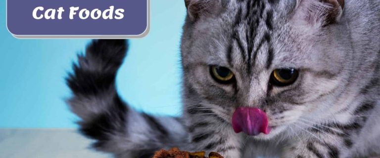 Tabby cat eating his best dry cat food on a blue bowl