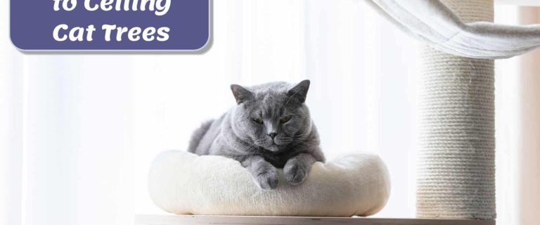 British Shorthair cat resting on the Best Floor to Ceiling Cat Tree