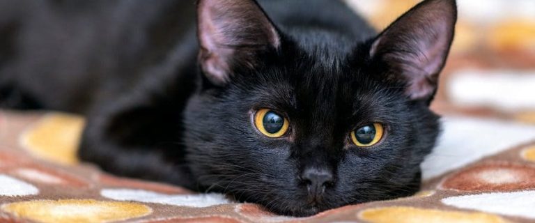 Black Cat Breeds You’ll Fall In Love With