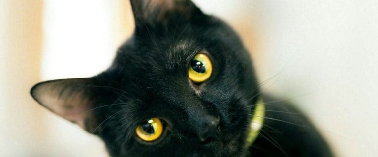 Magical Yellow Eyes of Black Cat