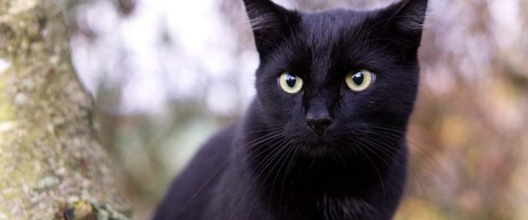 Nicknamed "the patent leather kid with the new-penny eyes," the Bombay is winning the hearts of cat fanciers all over the world. Read on to find out why!
