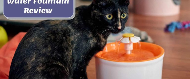 A cute calico cat drinking from a catit flower fountain