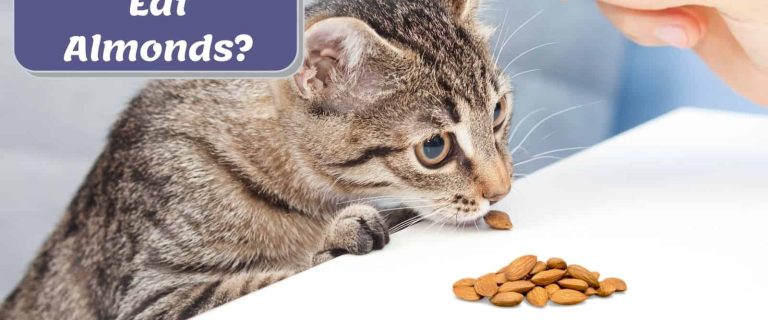 Can Cats Eat Almonds? The Ultimate Guide