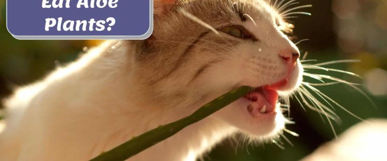 Can Cats Eat Aloe Plants? Is Aloe Toxic To Cats?