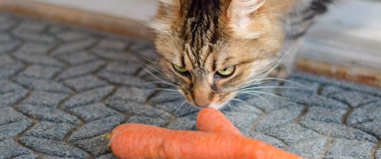 Can Cats Eat Carrots? Here&rsquo;s What You Need to Know