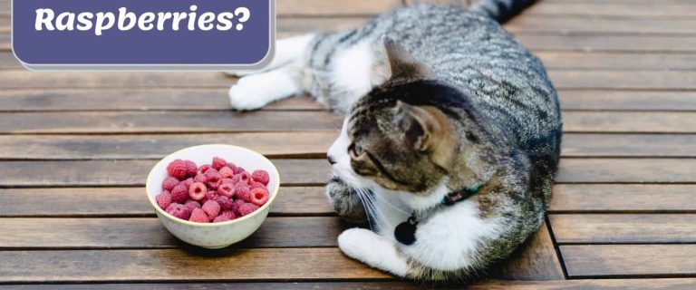 Can Cats Eat Raspberries? What You Should Know