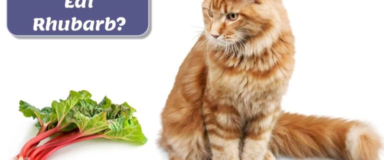ginger cat looking at the rhubarb: can cats eat rhubarb safely?