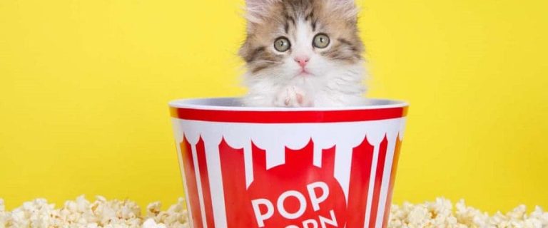 Can Cats Eat Popcorn? Exploring the Safety and Risks