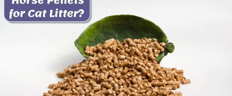 horse pellets on the floor; Can You Use Horse Pellets for Cat Litter?