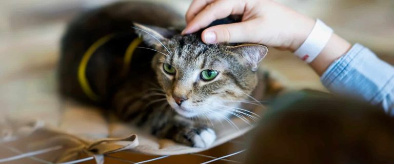 Cat adoption remorse is a very real thing, You're not alone. Read on to learn what to do and how to cope when you regret getting your cat.